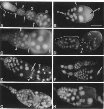 FIGURE expressivity of the stalk formation defect, with the absence of necrosis. Scale bar (panel within necrotic stage exhibits a partially expressive mutant fused egg  chamber phenotype