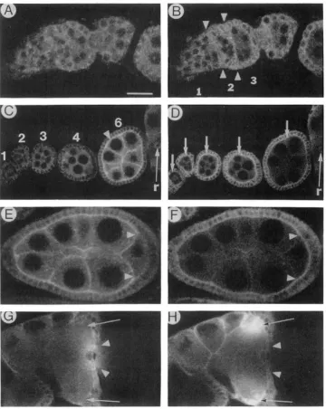 FIGURE 4.-Comparison  of  Delta and Notch protein expression in the ovary. Ovaries from wild-type adult females were stained with a contain invaginating mesodermal cells,  with membranes that contain Notch