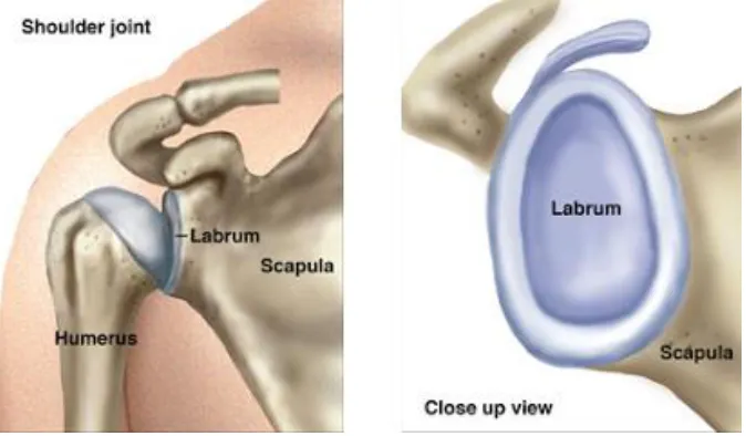 Figure 1.1: Glenohumeral joint. 