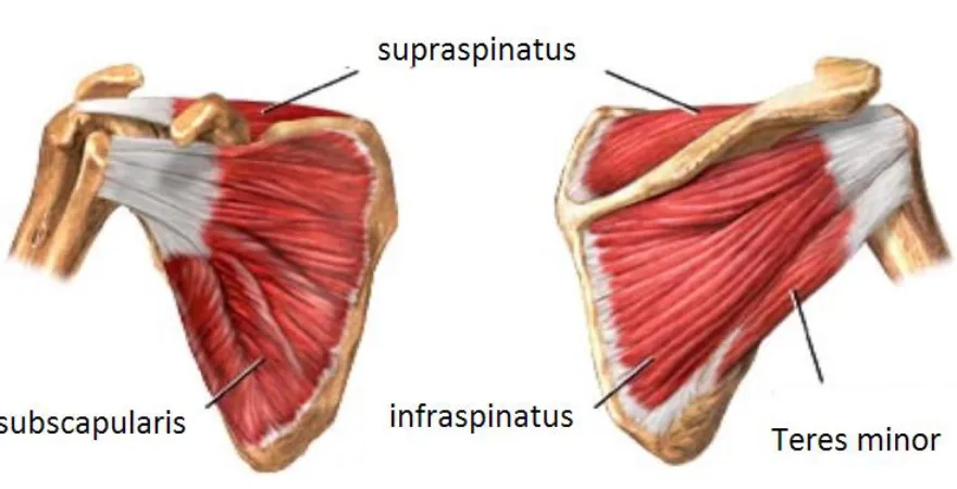 Figure 1.3: Rotator cuff muscles. 