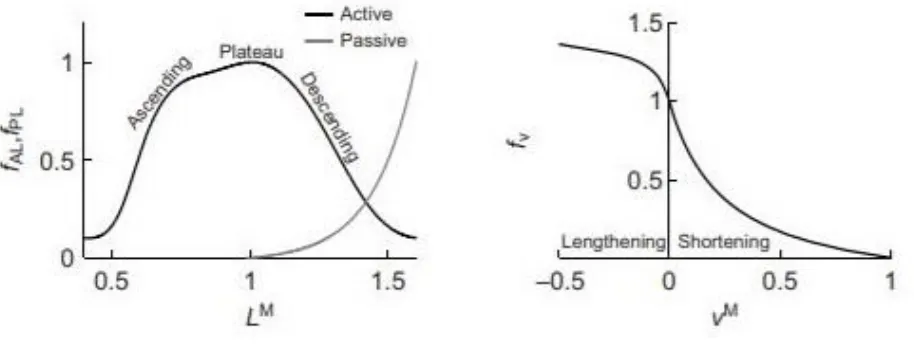 Figure 1.5: Force-length and force-velocity relationships.  