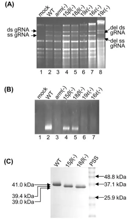 TABLE 1. Primers used for PCR mutagenesis of CNV CP arm mutants