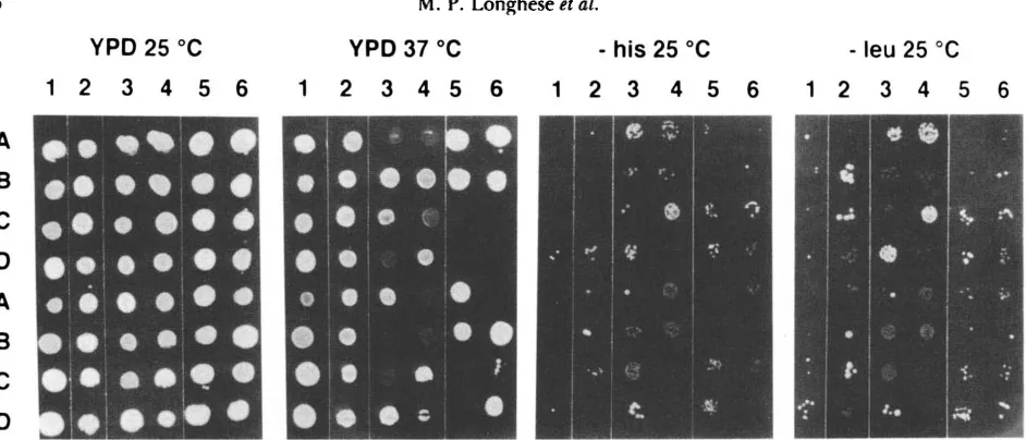 FIGURE 2.-The (lanes 5 and cells for each segregant clone on plates containing the indicated media