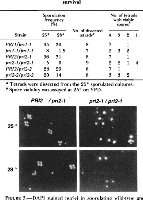 FIGURE J.-DAPI pri2-l collected phenylindole stained nuclei i n  sporulating wiltl-type and diploid cells