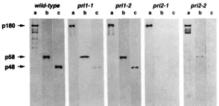 TABLE 4 Lethality of pril pri2 double  mutants 