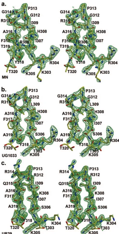 FIG. 4.-F electron density for V3 peptides bound to Fabtron density is contoured at 1.5 F2219
