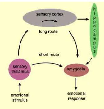 Fig. 2.5 LeDoux (1987) model of a two-way connection of the amygdala: the thalamic pathway (short route)  and the cortical pathway (long route).