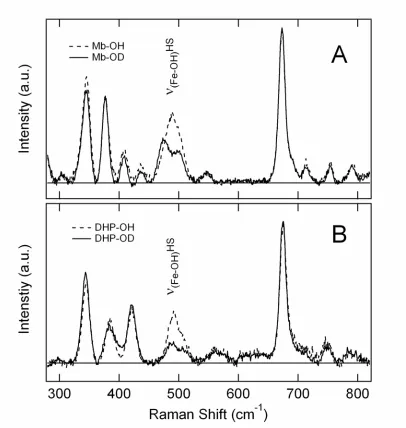 Figure 5. RR spectra collected for the lower window of the hydroxide adducts. Sample conditions are 120 µM protein dissolved in 0.025 M borate buffer, pH 10.5 or pD 10.9