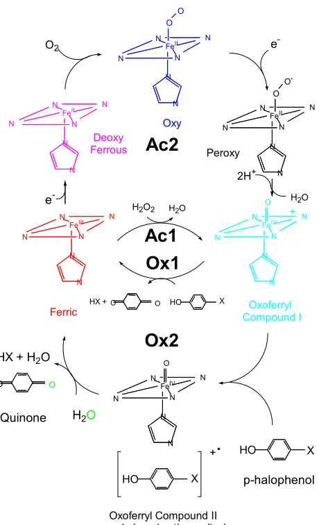 Figure 3.1.  is a description of a peroxidase and monooxygenase pathways for oxidative dehalogenation of p-halophenols