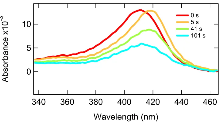 Figure 3.19 Hydrogen Peroxide susceptibility test on 6x His DHP to probe tolerance to excess peroxide