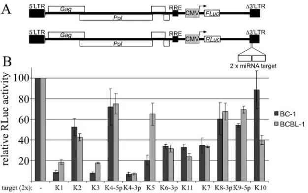 FIG. 1. (A) Schematic of the control vector pNL-SIN-CMV-FL, which encodes FLuc, and the indicator vector pNL-SIN-CMV-RL, whichencodes RLuc