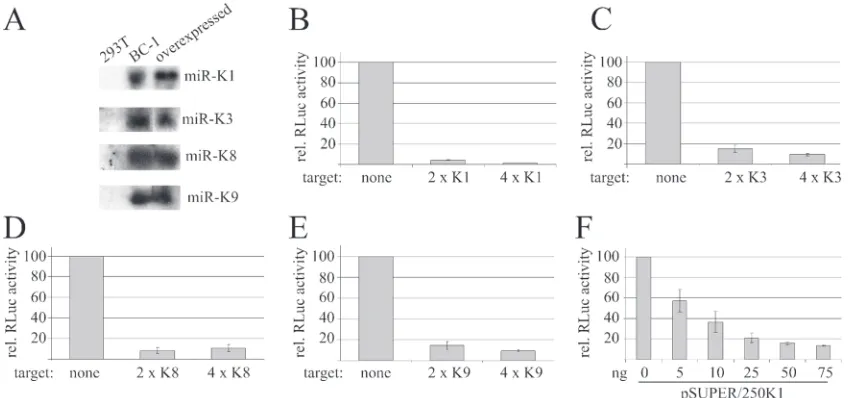 FIG. 2. Overexpression of selected KSHV miRNAs results in enhanced reporter gene repression
