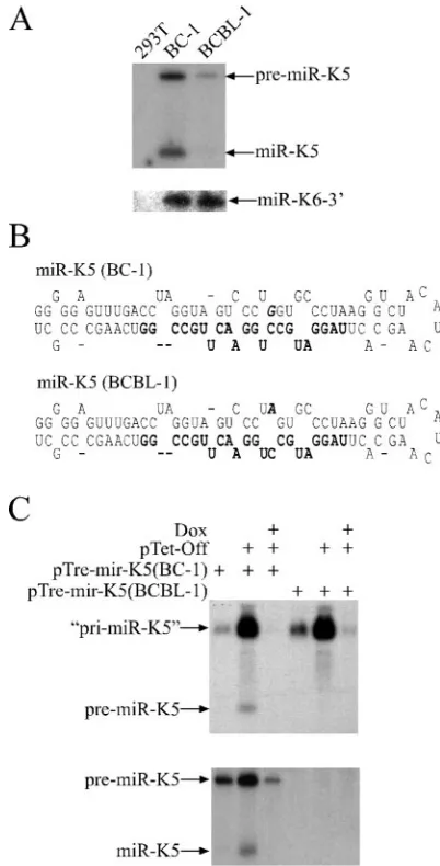 FIG. 3. Differential expression of miR-K5 in BC-1 and BCBL-1cells. (A) Northern analysis of miR-K5 (upper panel) and miR-K6-3p