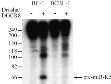 FIG. 4. The BCBL-1-derived miR-K5 precursor is deﬁcient in Dro-sha processing. BC-1- or BCBL-1-derived pri-miR-K5 transcripts were