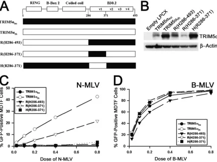FIG. 1. Contribution of the TRIM5�black. (B) Steady-state levels of expression of TRIM5role of the B30.2 domain in N-MLV restriction are depicted