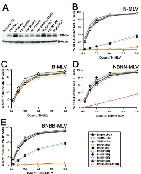 FIG. 3. Contribution of charge to the potency determinant in the TRIM5�E) MDTF cells transduced with either an empty LPCX vector or the LPCX vectors expressing TRIM5green ﬂuorescent protein (GFP) (B), B-MLV-GFP (C), NBNN-MLV-GFP (D), or BNBB-MLV-GFP (E)