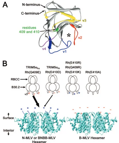 FIG. 4. Models to explain the potency of N-MLV restriction by TRIM5� variants. (A) The structure of the B30.2/SPRY domain of the humanPRY-SPRY-19q13.4.1 protein (5) is shown, with the surface loops equivalent to the v1 to v4 variable regions of TRIM protei