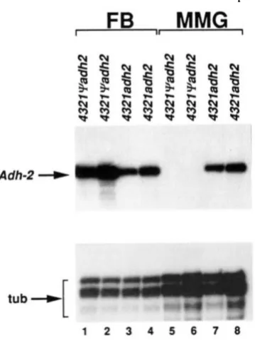 FIGURE 5.-Adh-2 assays. and middle  midguts of midgut (MMG) of two  independent lines each of the transcripts in early third instar larval fat .body (FB) and  middle which protect middle  midguts were hybridized separately with the  RNA  probes SP6-Adh2 (F
