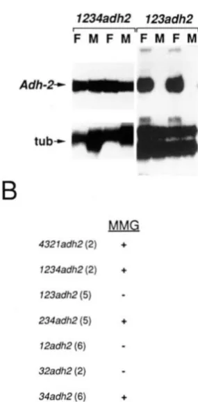 FIGURE 7.-Expression (M) nucleic  acid prepared from dissected fat body  and  middle midguts transcripts in early third instar larval fat body (F) and  middle midgut RNA  probes, which protect show that there is total nucleic acid was prepared were from th