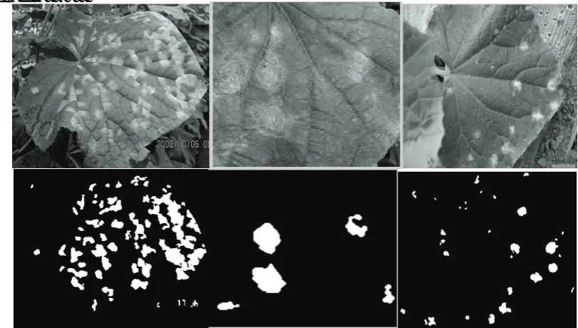 Figure 2. From left to right followed by downy mildew, powdery mildew, anthracnose lesion segmentation map