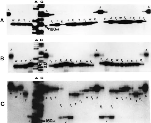 FIGURE 2."RadiolabelecI and SOYPKPI(ATT). and between them produced using primers flanking simple sequence repeats at three soybean loci SOYHSP176(AT)