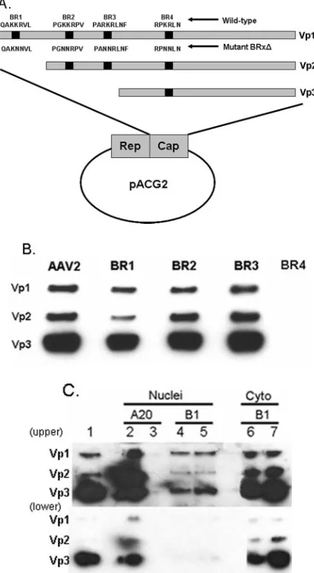 FIG. 1. (A) Schematic of the identiﬁed BRs in the AAV capsidgene. A description of the four mutated BRs is portrayed in the