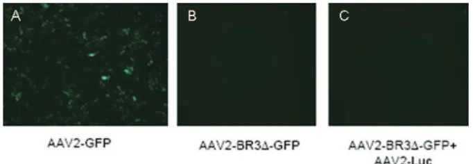 FIG. 2. Fluorescence microscopy images of AAV2, AAV2-BR3�HeLa cells were infected with 3,000 viral genomes/cell of AAV2-GFP (A) or AAV2-BR3-GFP, and coinfection with AAV2-luciferase for a complementation study.�-GFP (B) and coinfected with AAV2-BR3�-GFP an