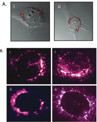 FIG. 3. Confocal microscopy images of the subcellular localization of AAV2 and AAV2-BR3�hybridization against the GFP gene after infection of HeLa cells (B)