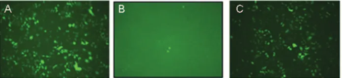 FIG. 4. Fluorescence microscopy images of AAV2-infected HeLa cells. Substitution of the canine parvovirus NLS for the BR3�sequence rescues transduction