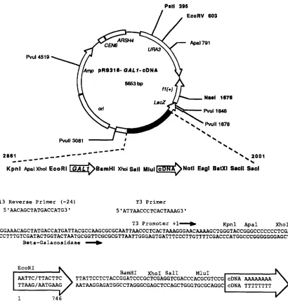 FIGURE 2.-Map  of unique restriction sites are shown in primer in the combination of the original plasmid sequence the cDNA