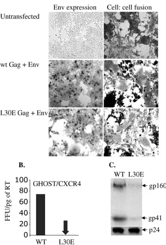 FIG. 2. Effect of a matrix mutation (L30E) on envelope function. (A) 293T cells were transfected with pSVIIIenv (NL4.3 env) with either envin p17incorporation into virus particles was assessed by measuring the amounts of envelope in transfected 293T cell s