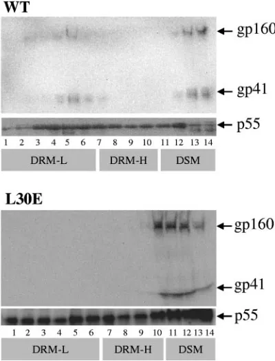 FIG. 3. Effect of matrix mutation on envelope association with lipidrafts. 293T cells were cotransfected with pSVIIIenv (NL4.3 env) con-