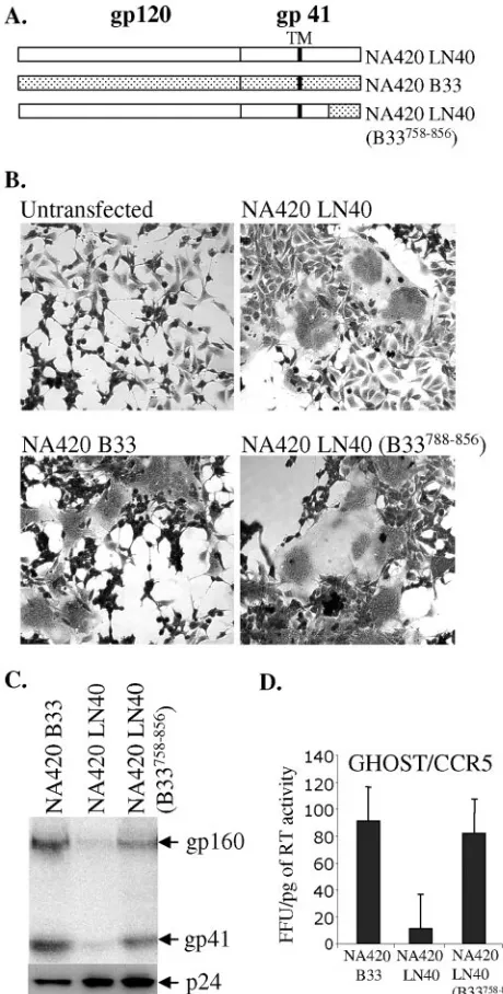 FIG. 6. Functionality, infectivity, and assembly of patient-derivedNA420 envelopes. (A) Amino acids from position 758 to the C terminus
