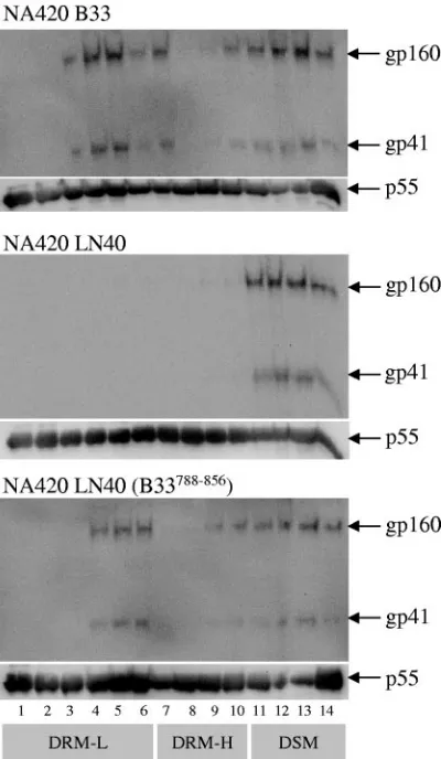 FIG. 7. Lipid raft association of patient-derived envelopes. 293Tcells expressing NA420 LN40, NA420 B33, and chimeric NA420 LN40
