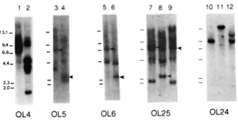 FIGURE for hypermutated regions each codon and  the 20 tions of the coding regions of  VKOx-1 (codons are shown, with translated sequence shown above of VKOX-1 and VllOx-l