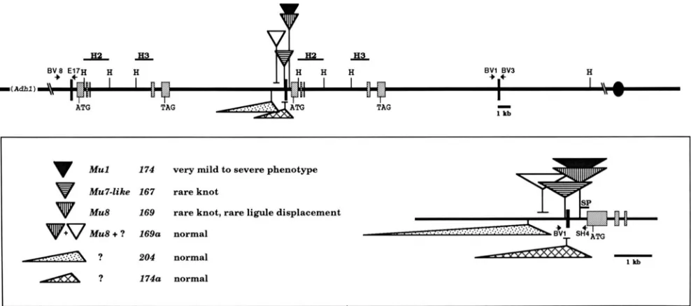 FIGURE 1.-Organization of the junction.  H The lower  box is a detail from the upper map