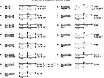 FIGURE 4.-Repeat are indicated by an asterisk was used  as the between the vertical bars represents  the 17-kb repeat