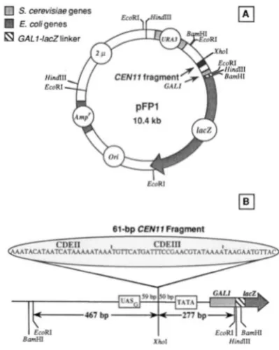 FIGURE 1.-Restriction map of  pFPl and  detailed view of the pFPl  showing  the  sequence  and  site the relevant tation of vector pFPl indicating major restriction sites as hybrid promoter of  pFPI