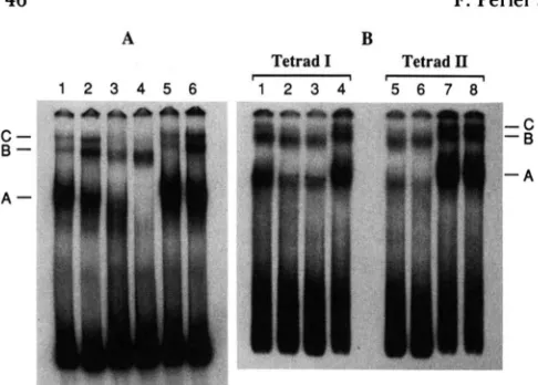 FIGURE 3.-Fragment  mobility  shift  assays. (A) ing activity  in extracts from proteins  from crude cellular  extracts  were  allowed extract; binding at binding at "P-labeled 350-bp gel CDEIII at either 22" blu2-22 extract;  binding at of the wild-type (