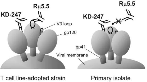 FIG. 7. Schematic neutralization model of the cross-reactive anti-V3 MAb KD-247 compared with the type-speciﬁc anti-V3 MAb R�Neutralization of primary CCR5-tropic isolates by KD-247 suggests that the narrow V3 tip epitope for KD-247 binding and neutralization sticksout from the gp120 trimer of primary CCR5-tropic isolates, or it is located in an accessible site of the gp120 trimer during neutralization by KD-247.However, R5.5.�5.5 may not be able to bind to the V3 tip epitope, since the neutralization epitope for R�5.5 is broader than KD-247’s epitope (Fig.6), which may not be fully expressed and are more efﬁciently masked in the primary R5-tropic viruses compared to TCLA strains.