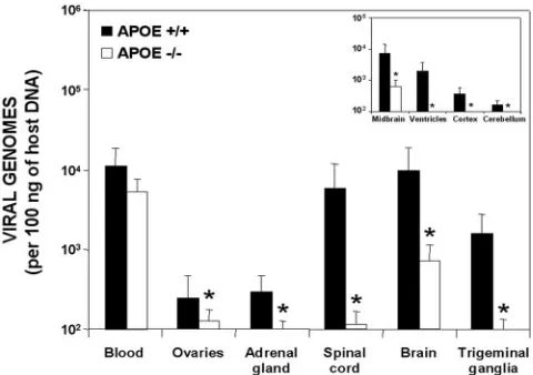 FIG. 3. Quantiﬁcation of HSV-1 DNA concentrations related tothe ApoE isoform. Black bars represent the APOE4 group, and white