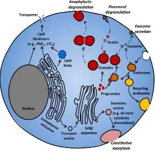 FIGURE -6 Depicts the mode of release of mast cell granules 