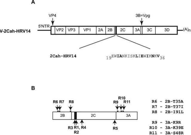 FIG. 1. Schematic diagrams of the chimeric PV genome encoding the N-terminal amphipathic helix in protein 2C from HRV14 and pseudo-revertants
