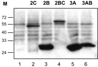 FIG. 3. Accumulation of chimeric PV RNAs in transfected cells. (A) HeLa cell monolayers were transfected with 1 �described previously (31)