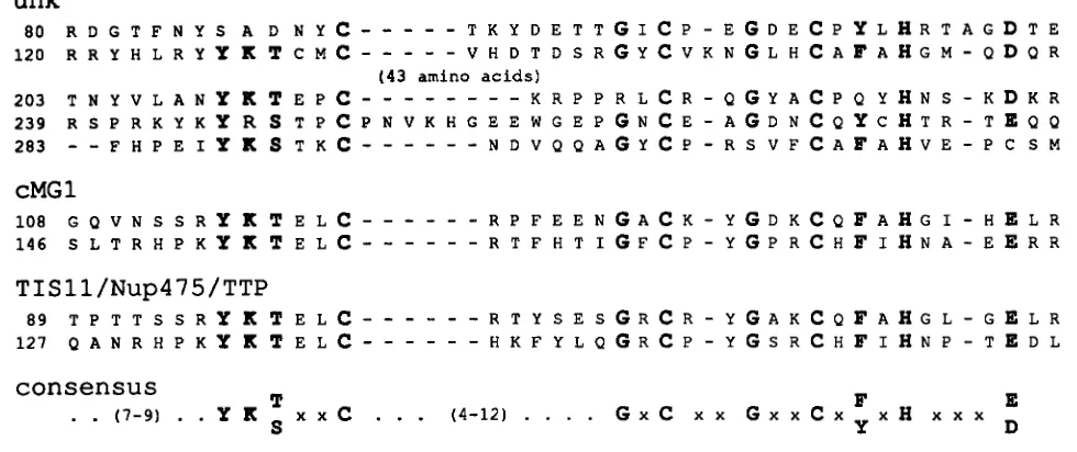FIGURE 6.-Alignment of the CysSHis  repeats. The five CyssHis  repeats  are  shown aligned and  compared  with the aligned CysSHis  motifs from the cMGl 1990)