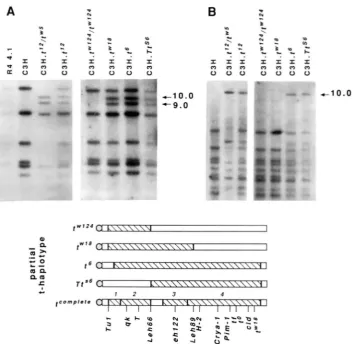 FIGURE 1 are not present in shared by the complete t-haplotypes lanes carrying the complete t-haplotypes haplotypes; the bottom-most chromosome is a complete t-haplotype shown  with the Tf" noted below