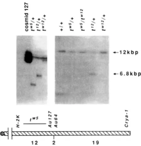 FIGURE between markers. polymorphism at Au127. Top right, genetically inseparable from Below the chromosome are the number of recombinants detected indicate that - (CA)
