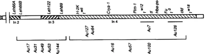 FIGURE 4."Summary of the map positions of 12 cosmids on  a t-haplotype. The distal end of Zn(l7)2 is shown at left