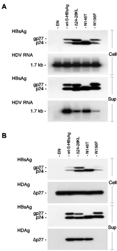 FIG. 1. Analysis of �24-28KL, N146T, and W196F S-HBsAg mu-tants for their capacity for HDV assembly (A) and interaction with