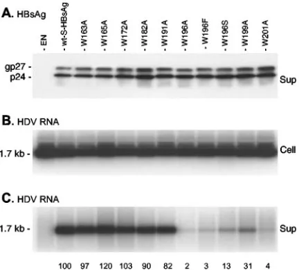 FIG. 3. Effects of tryptophan-to-alanine substitutions in the C ter-minus of the S-HBsAg envelope protein on the mutants’ capacities for